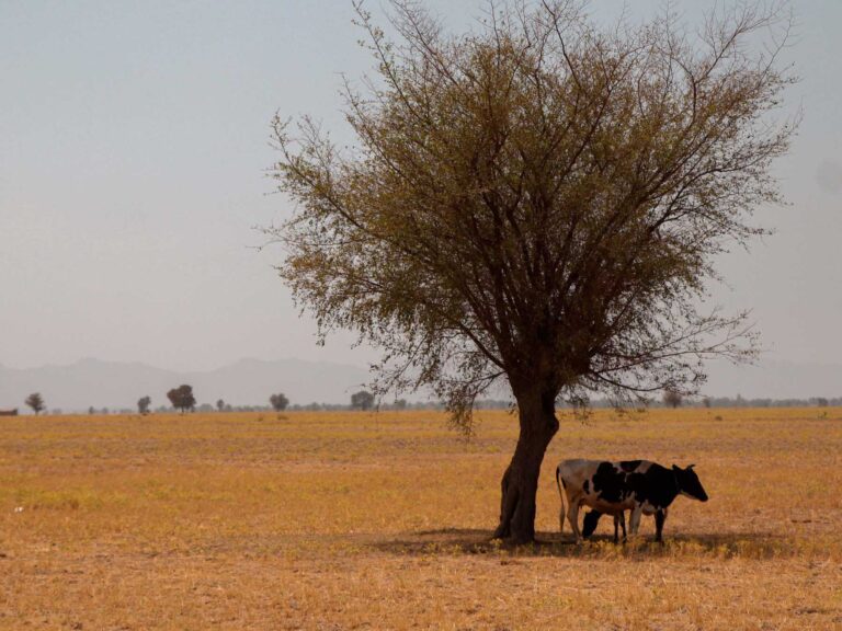 A cow and her calf standing under a tree on a desert grazing pasture