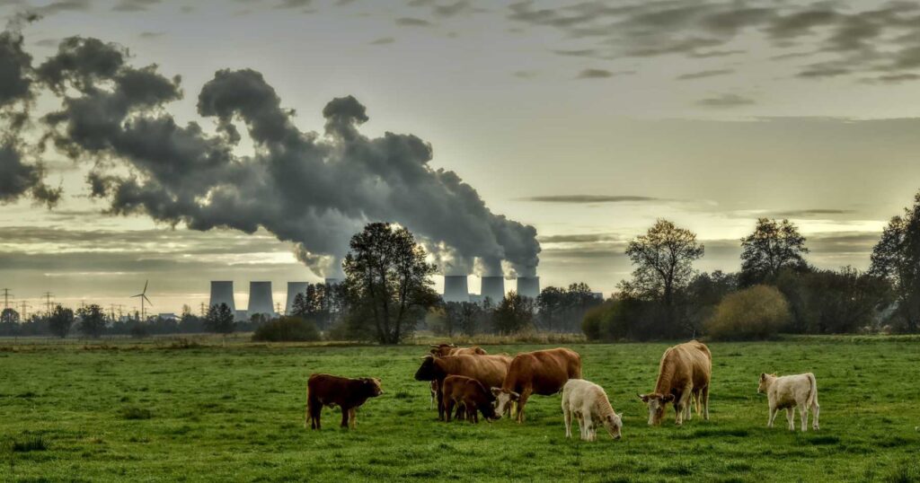 Cows grazing on a field with an industrial zone burning fossil fuels in the background