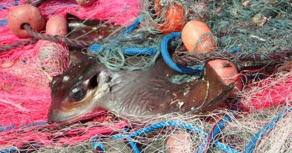 Fish caught in a net due to fishing gear pollution in the ocean