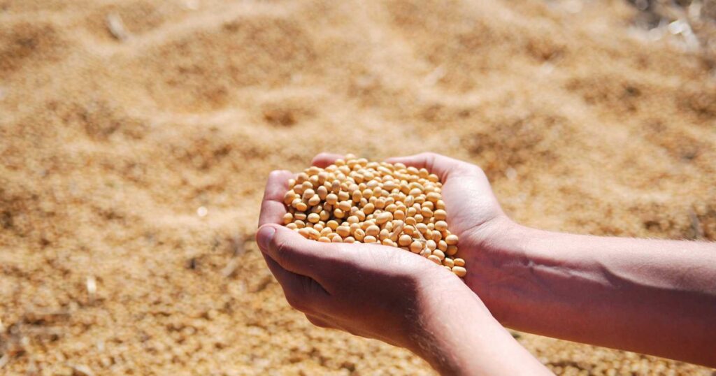 Hands holding harvested soybeans