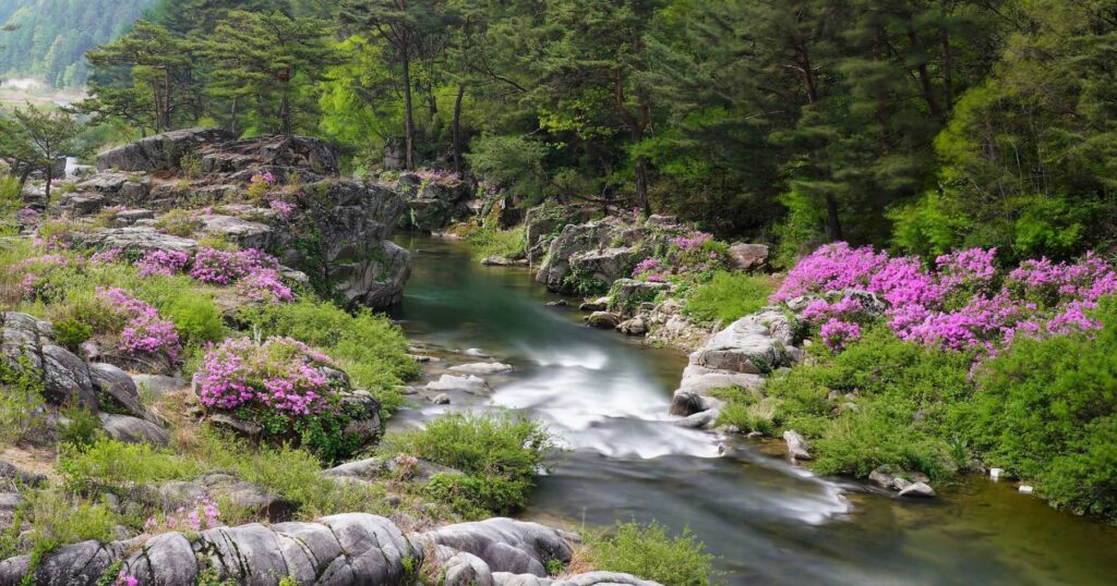 River flowing in a forest and surrounded by rocks and purple flowers