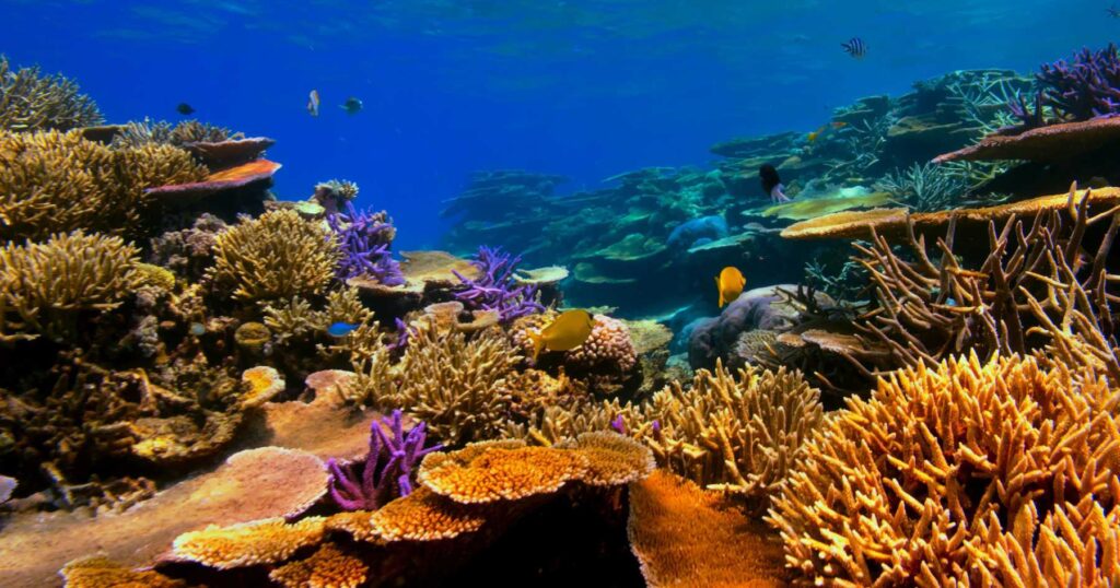 Colourful coral reef in a clear ocean with swimming fish
