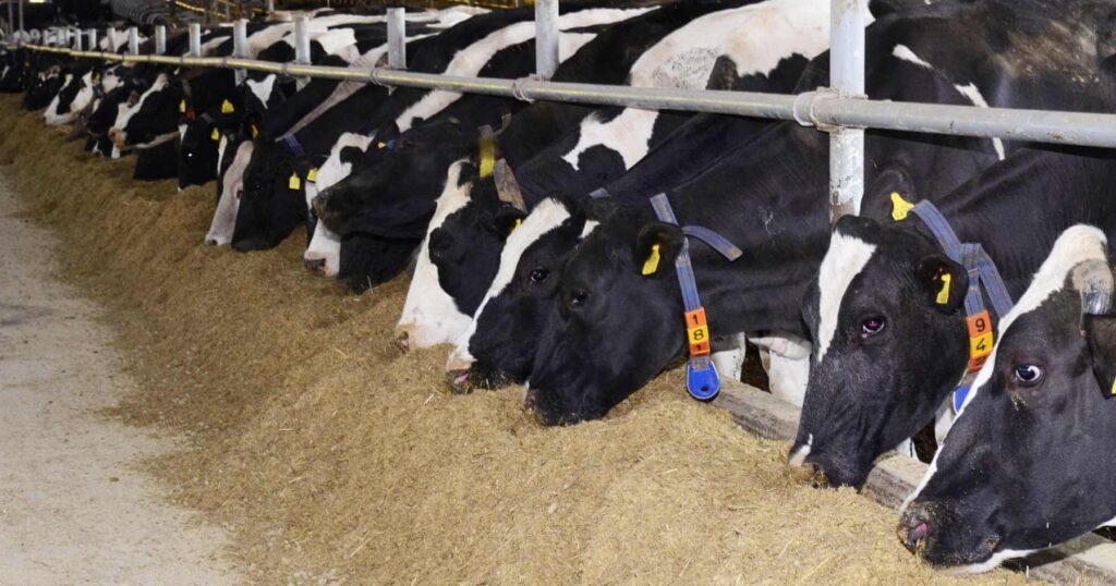 Cows eating animal feed together at a large factory farm