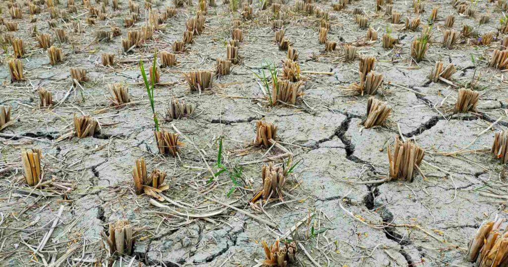 Drought and soil degradation of harvested cropland