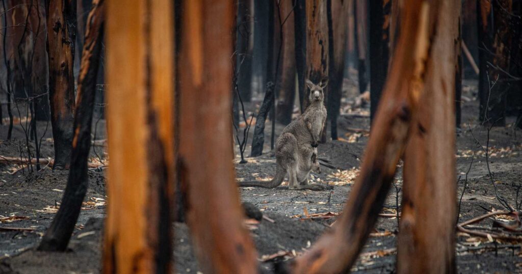 Mother kangaroo with baby between trees destroyed by forest fire