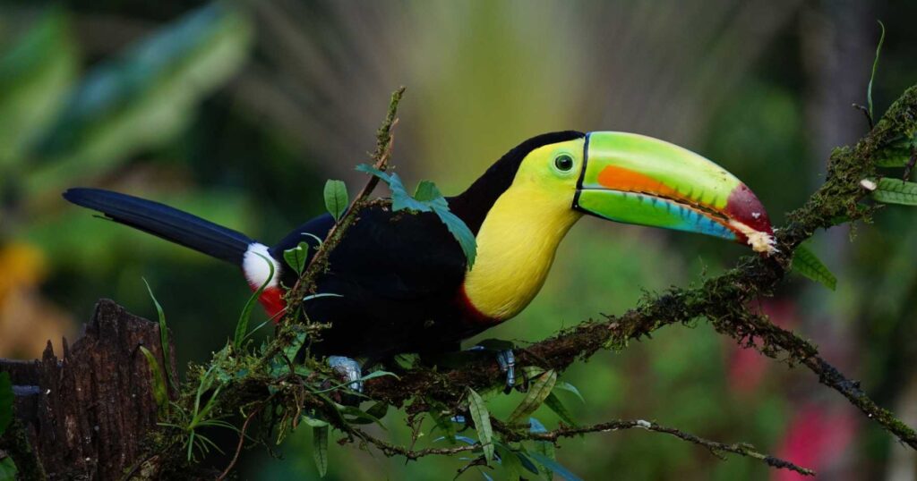 Keel billed tucan sitting on a branch in a rainforest in Costa Rica