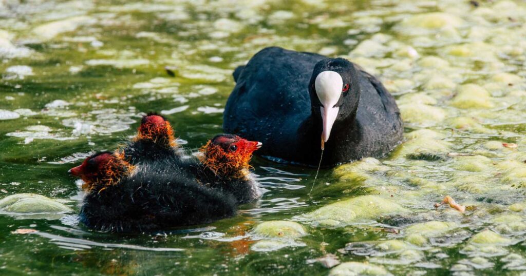 A duck with three ducklings swimming in lake water covered with algae due to eutrophication