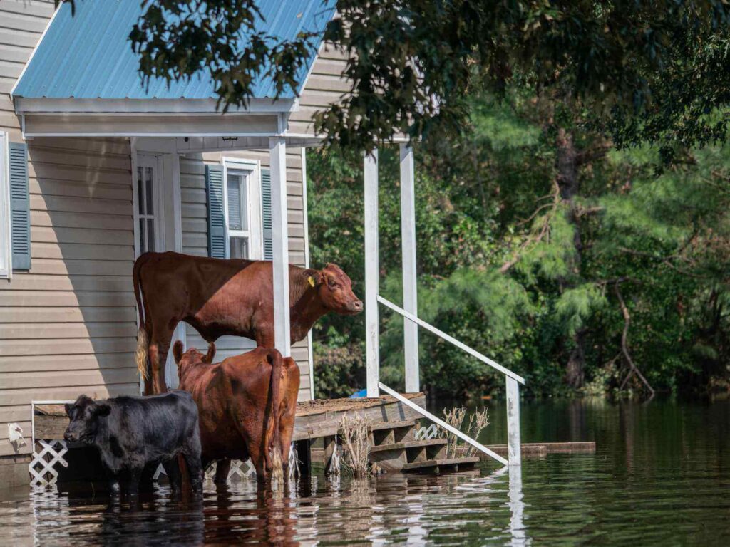 Cows and calf finding shelter on the porch of a house after a flood