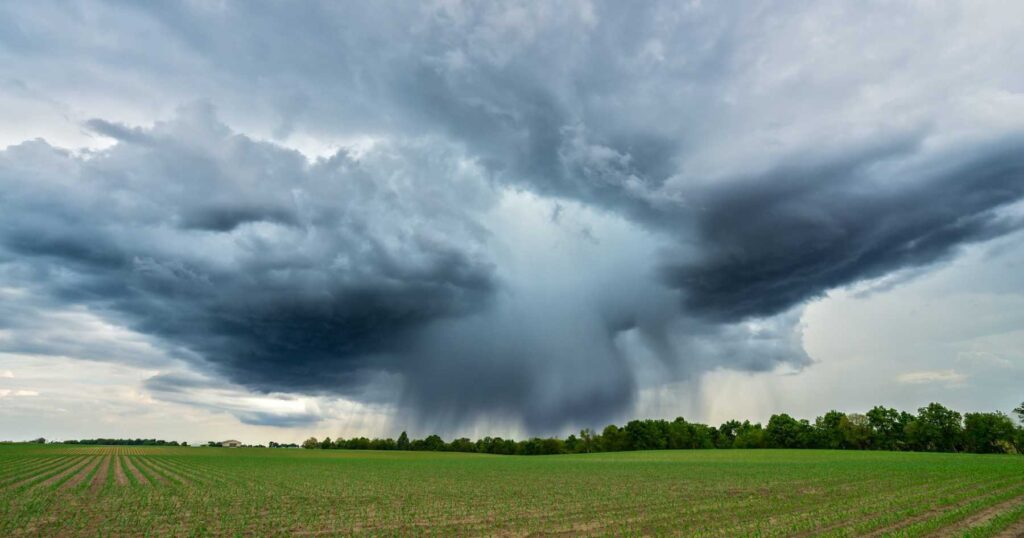 Storm cloud forming above an agricultural field growing corn with a forest in the background